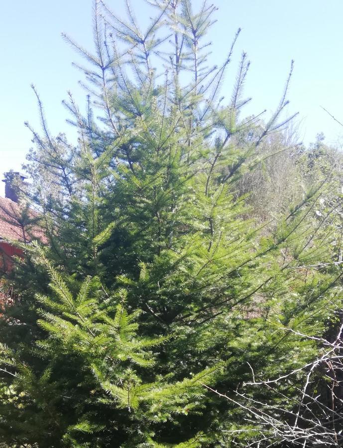 Chalet Pico Das Pedras Santana  Εξωτερικό φωτογραφία